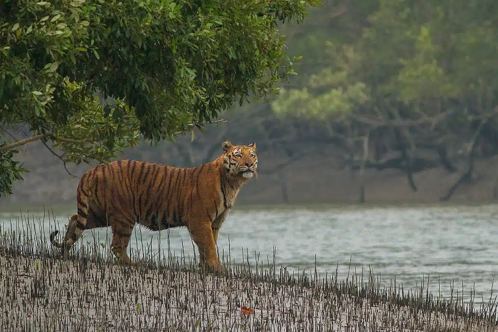 Sundarbans Royal Bengal Tiger