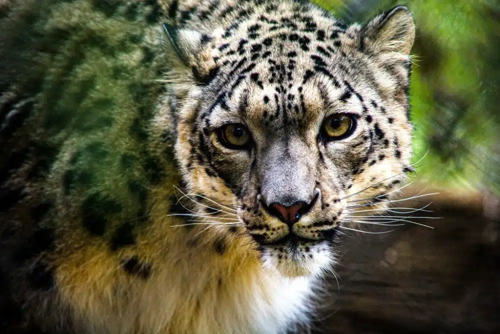 Snow Leopards