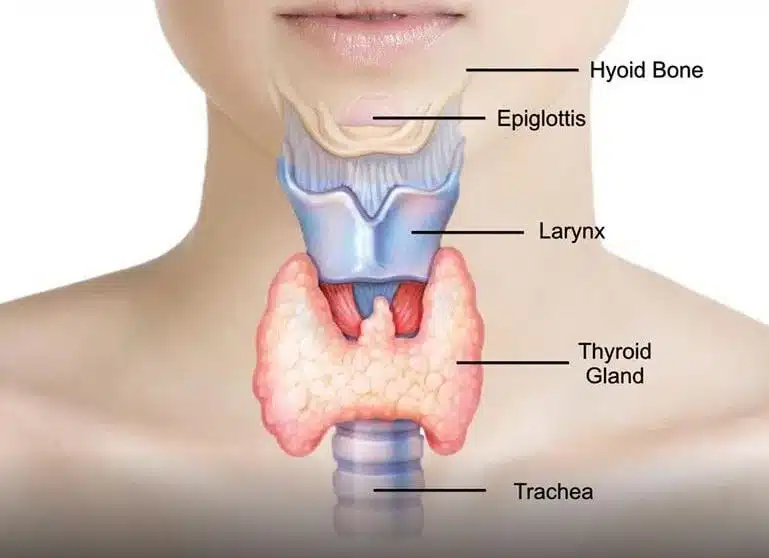 Thyroid