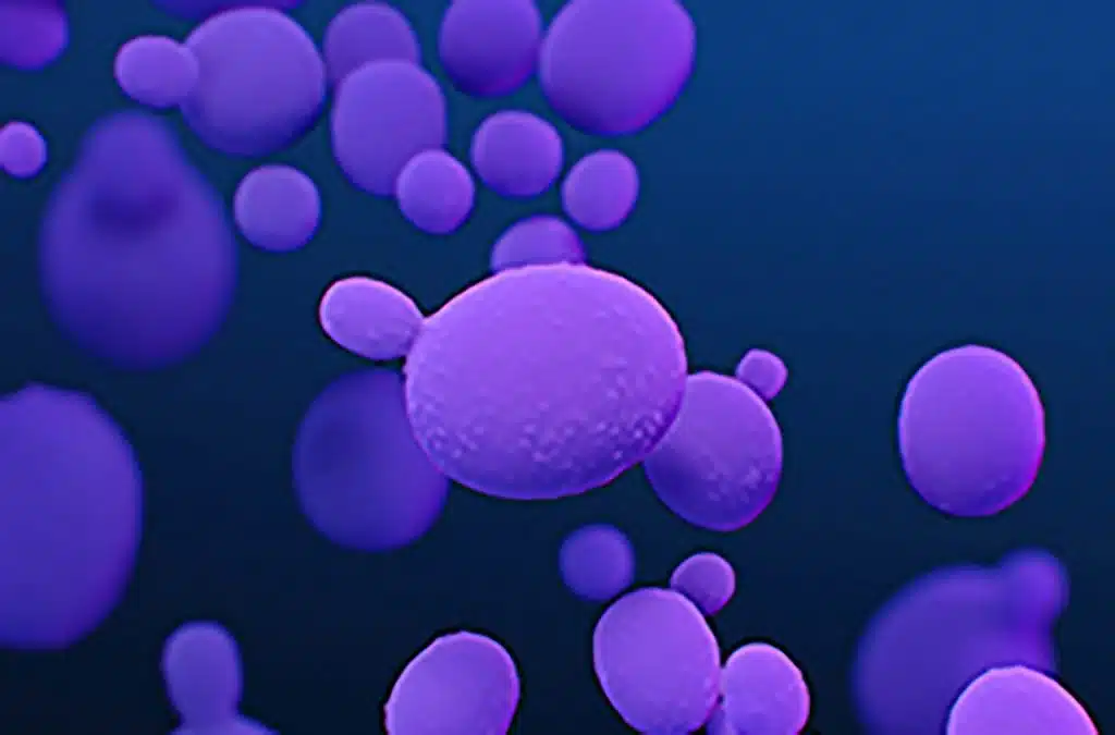 candida auris superbug