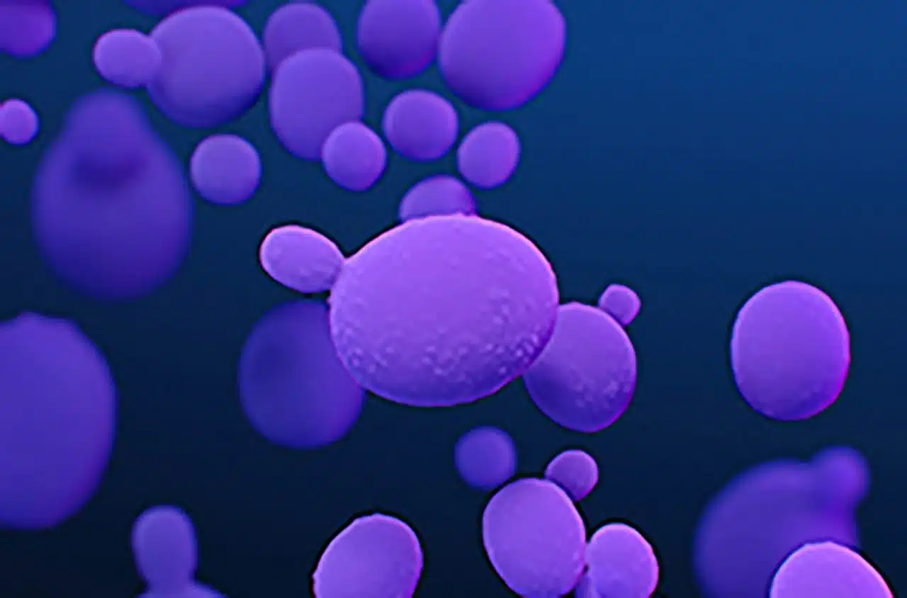 candida auris superbug