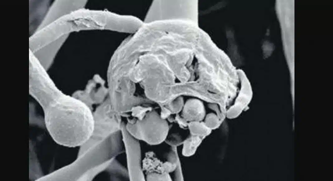 White fungus and yellow fungus