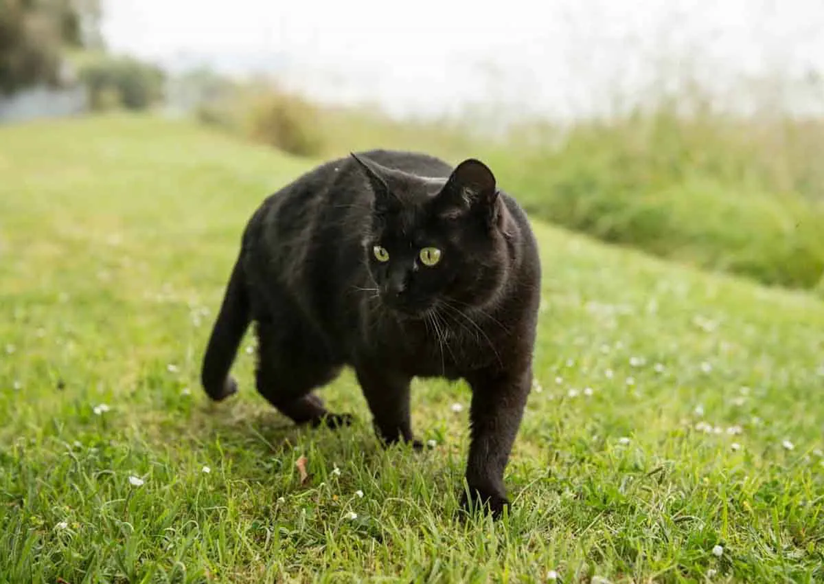 Bombay Cat