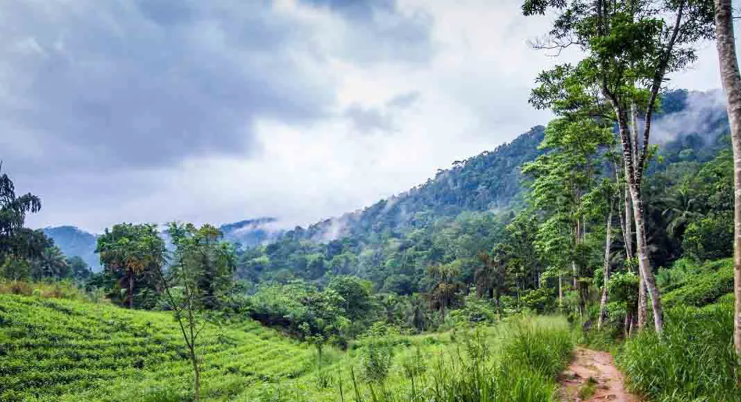 Sinharaja Forest Reserve Sri Lanka