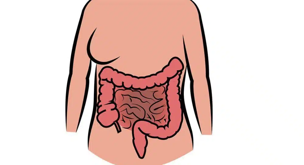 Digestive system healthy