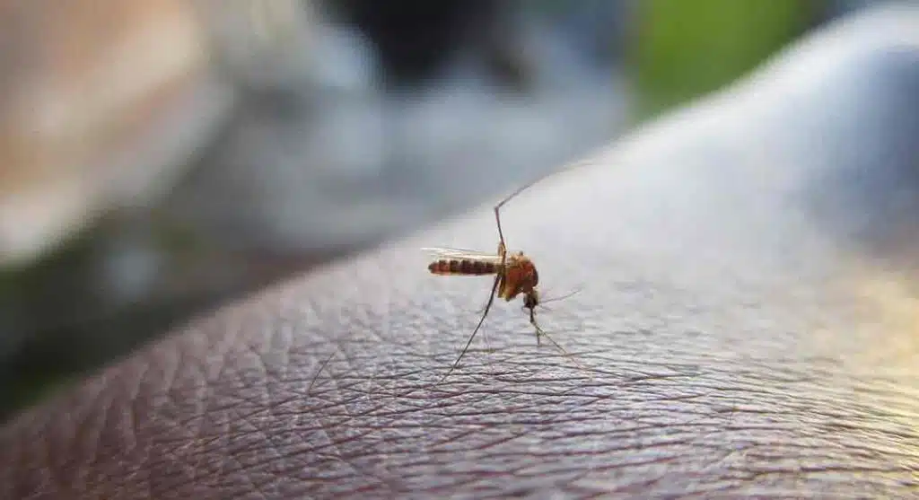 dengue mosquito