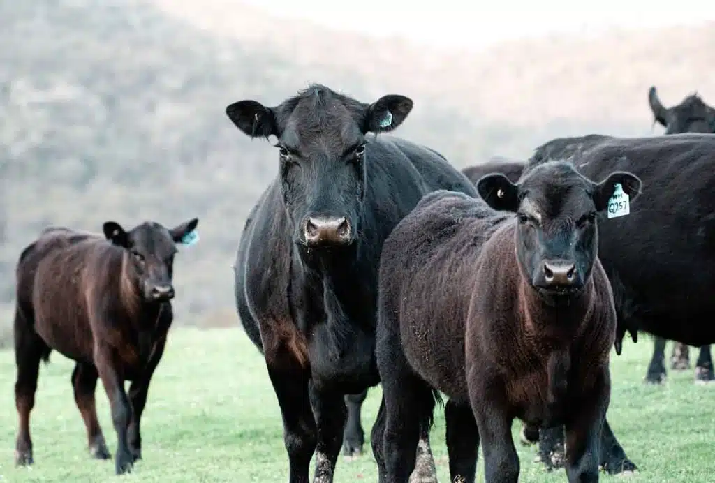 Black Angus Cattle
