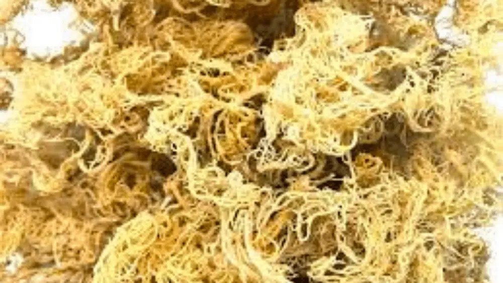 Sea Moss Wholesale