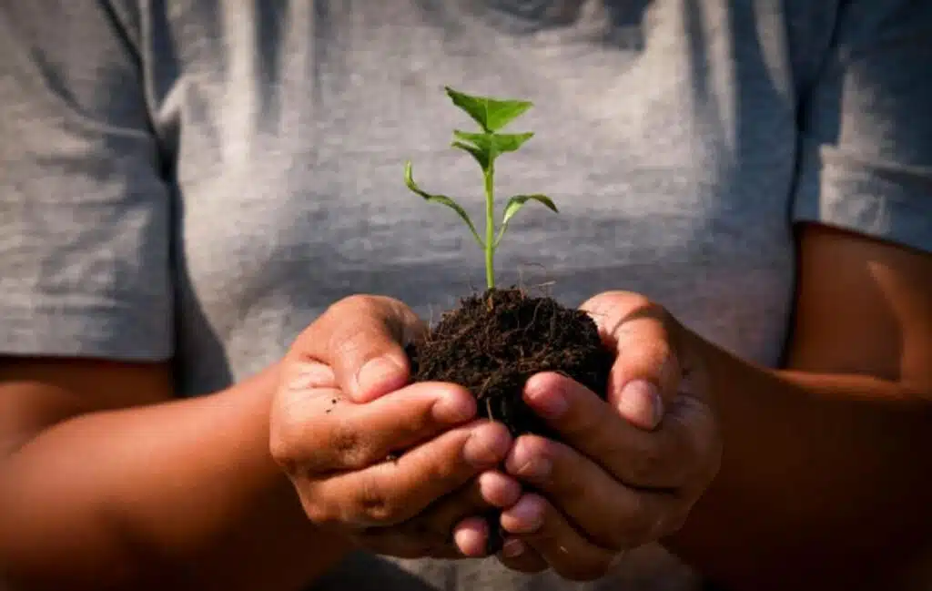 Factors for plant growth