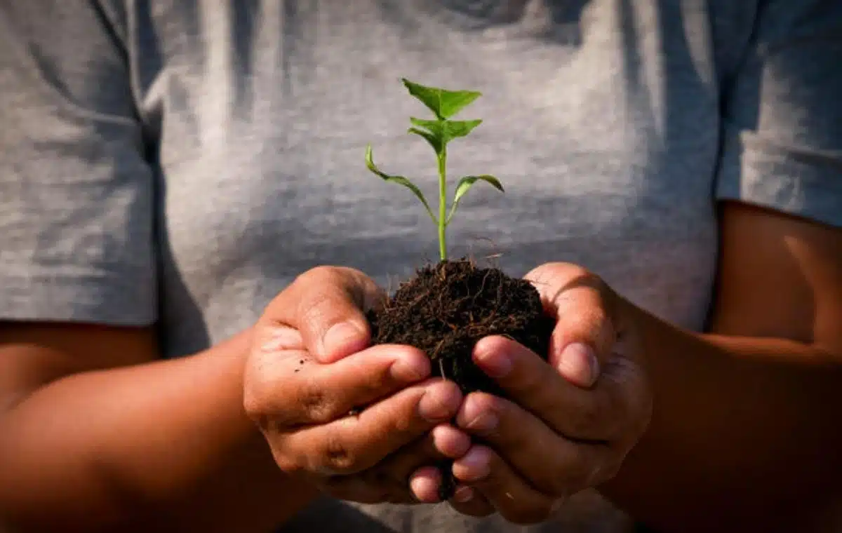 Factors for plant growth