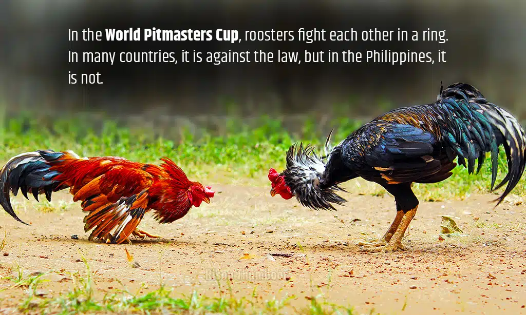 WPC18 Cockfighting Competition