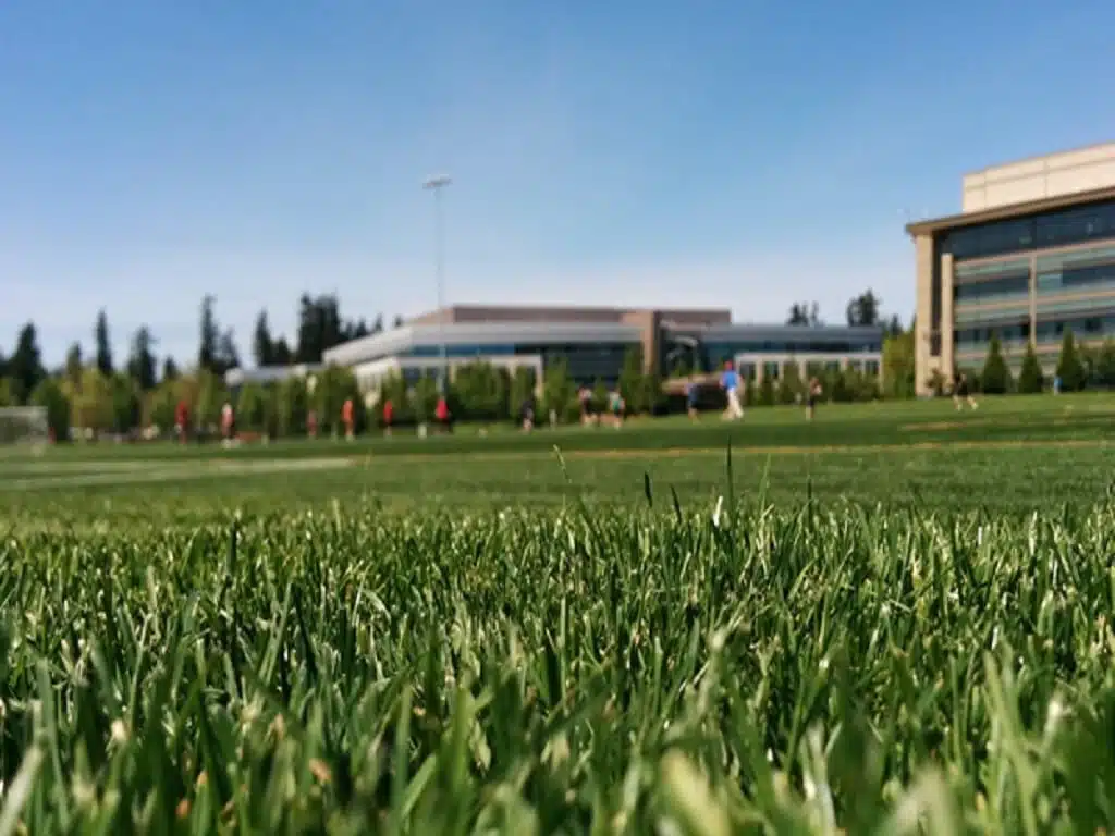 Artificial Turf