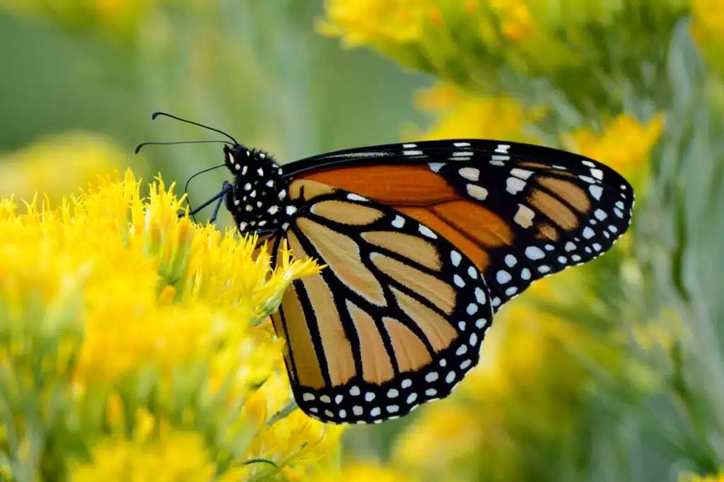 Monarch-butterfly