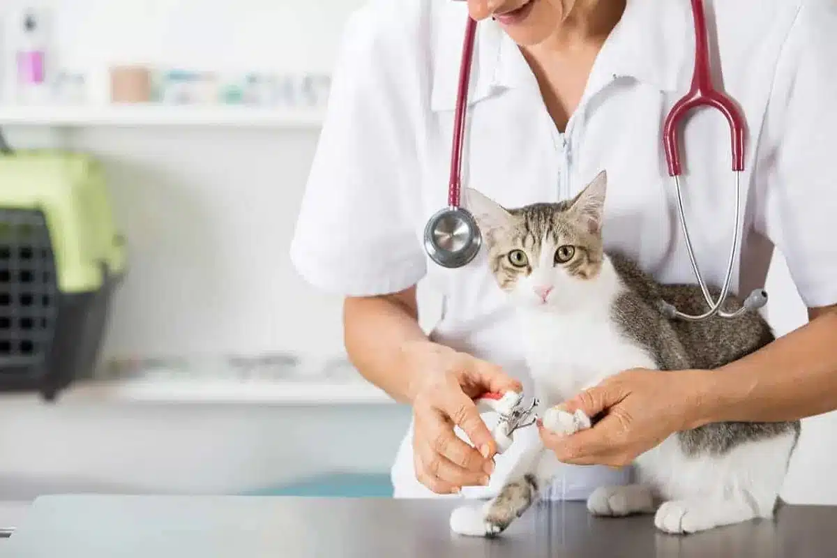 Cat Veterinarian