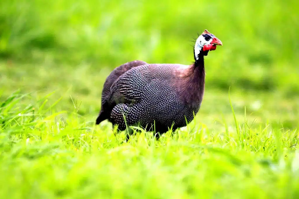 Spatchcocked fried quail