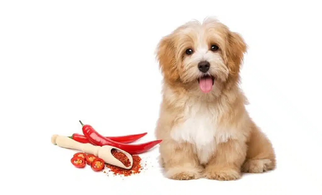 Can dogs eat spicy food