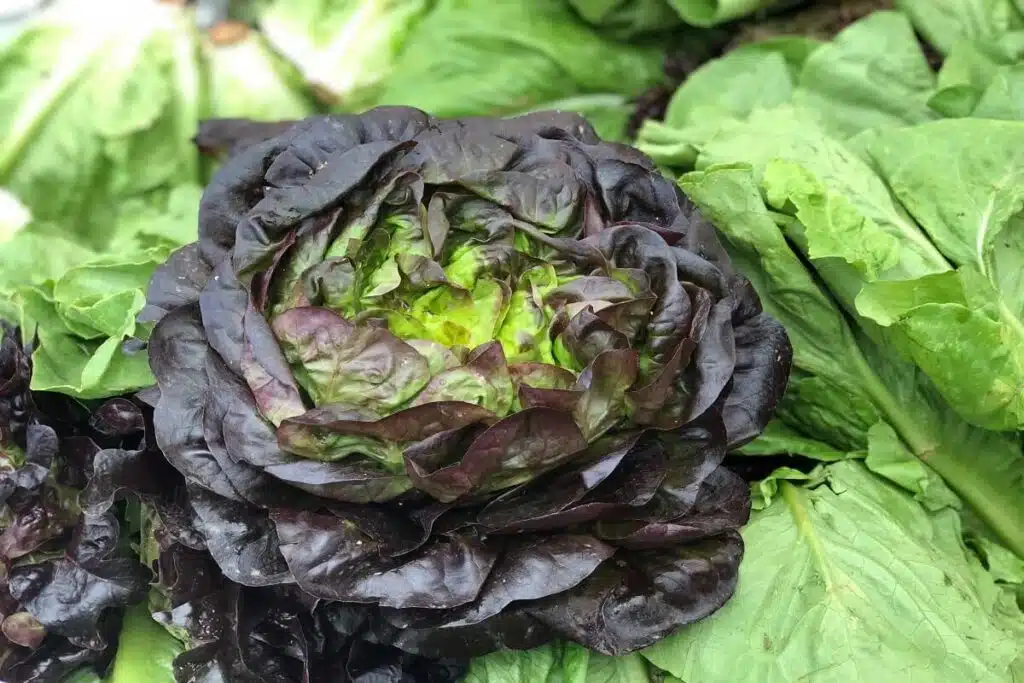 The Color Purple Meet the Anthocyanins