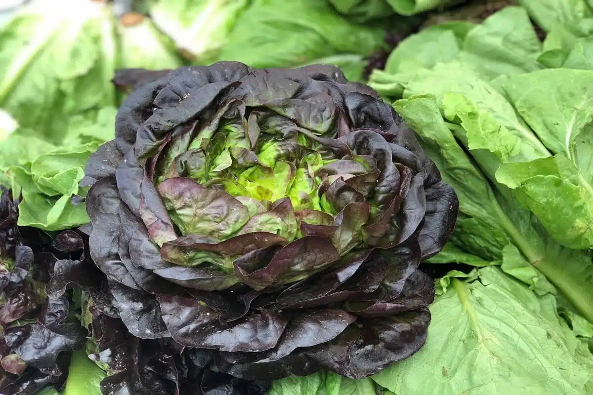 The Color Purple Meet the Anthocyanins