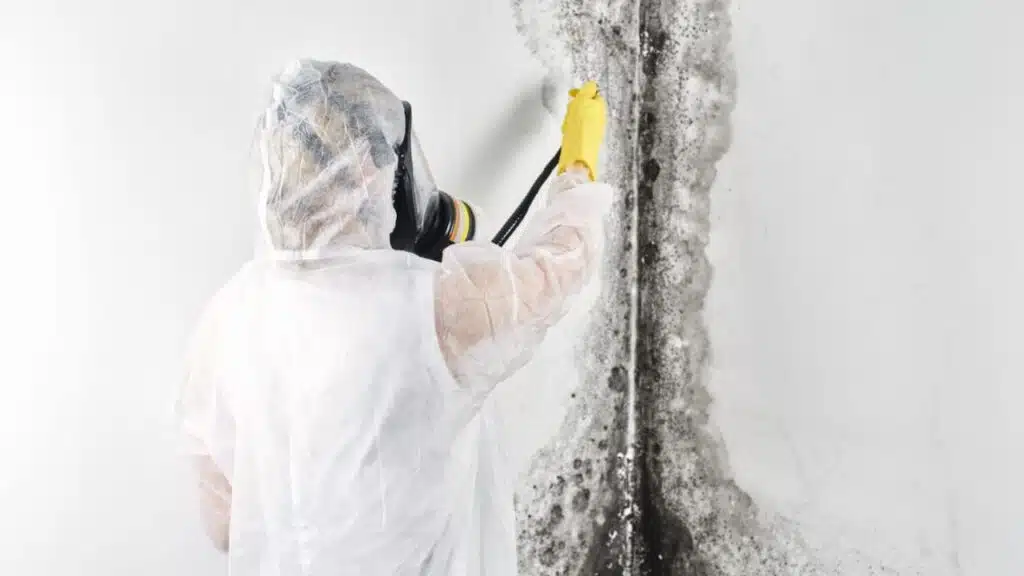 How to Live Mold-Free in 2023