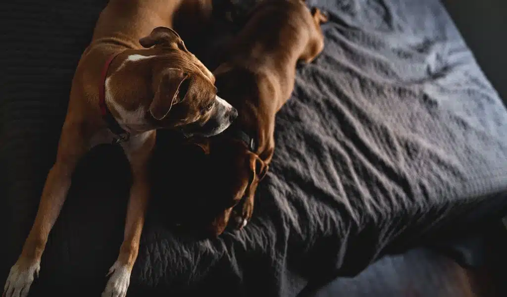 Rabies Prevention Tips for Dogs