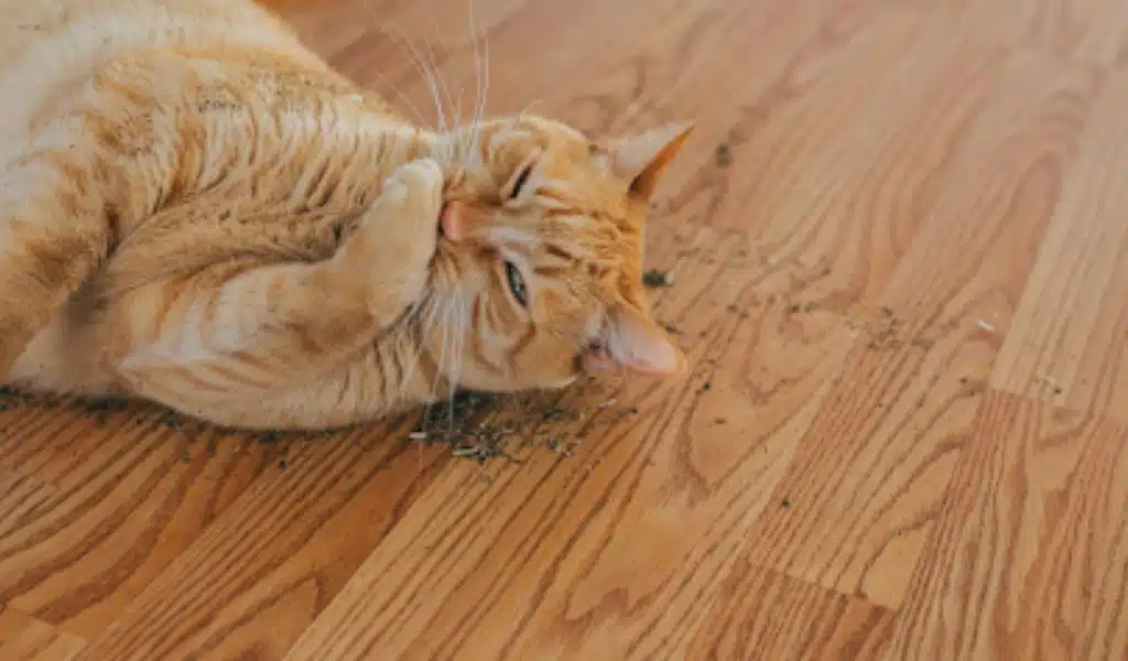 Catnip for Cat