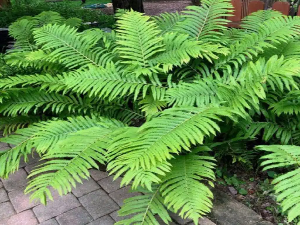 Create Border Sanctuary with Native Ferns