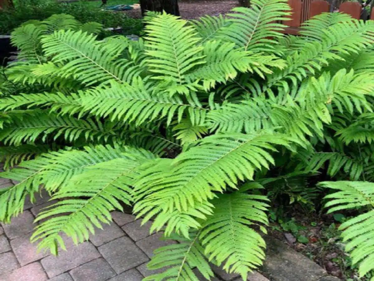Create Border Sanctuary with Native Ferns
