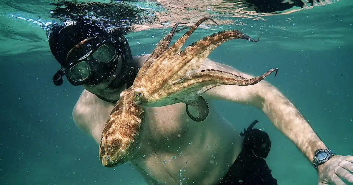 What the Octopus Taught Me - Oscar winning Movies on Netflix