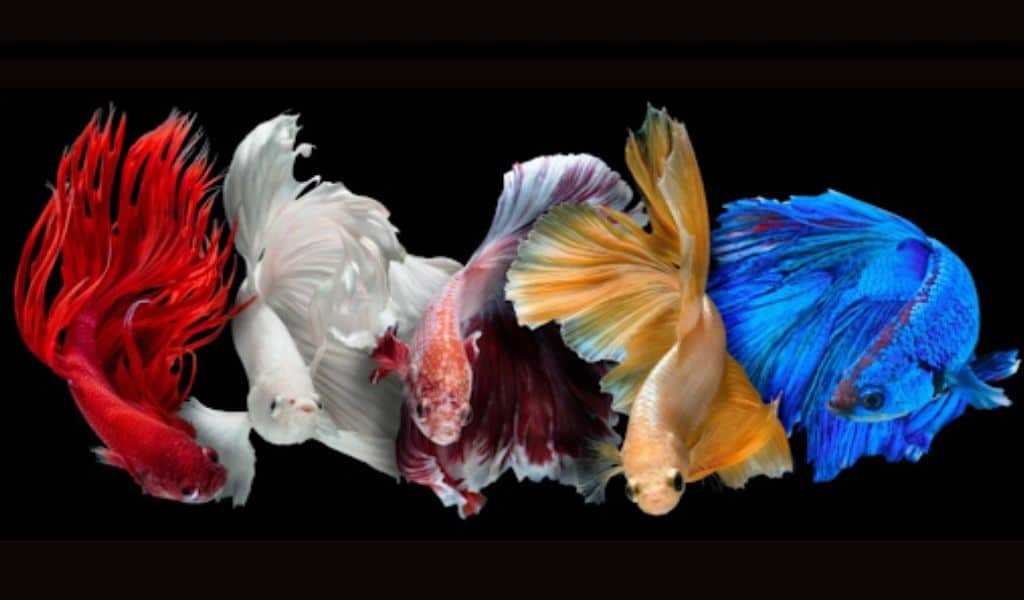 Betta Fish