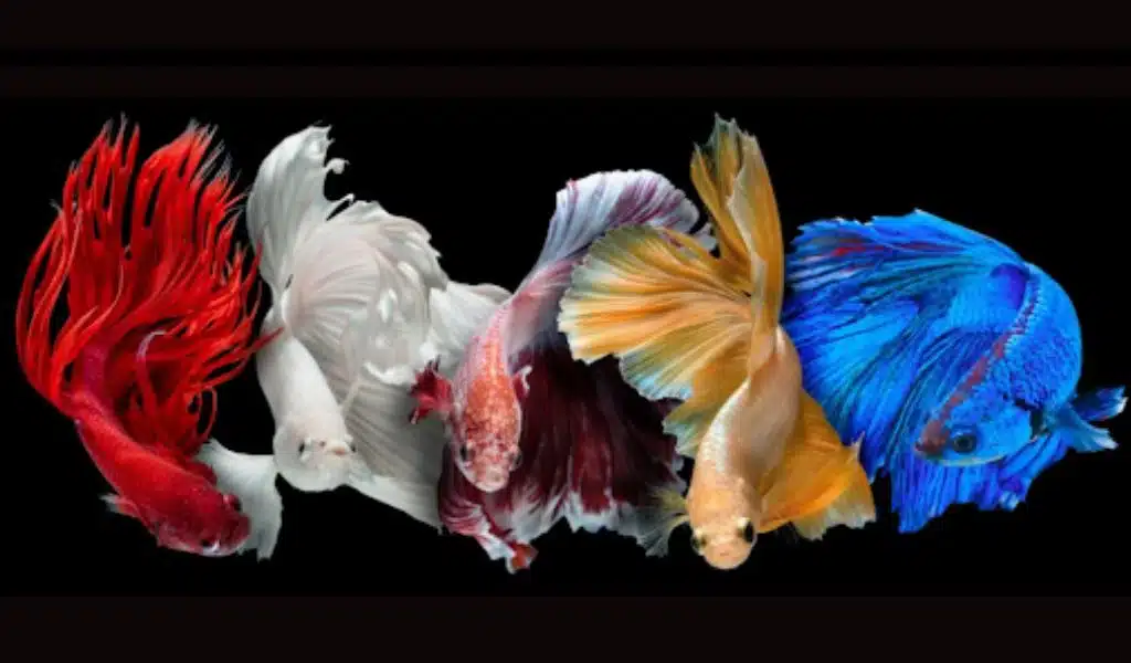 Betta Fish