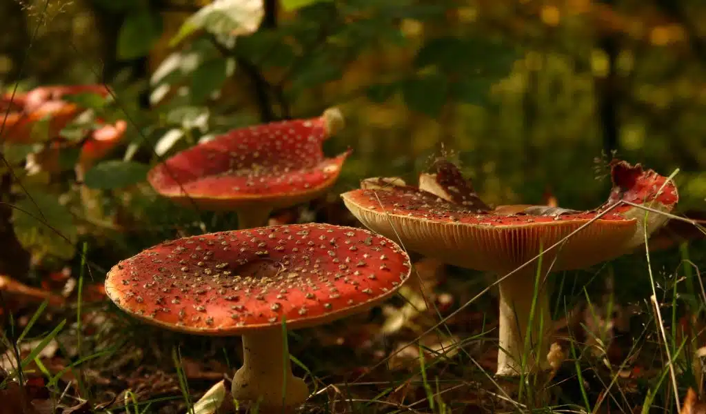 Antidote Discovered For Deadliest Mushroom