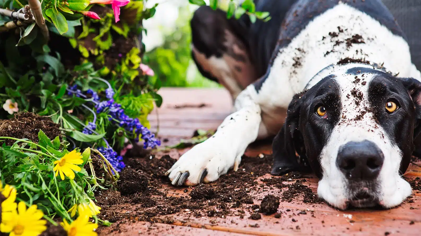 How to Keep Dogs Out of Flower Beds