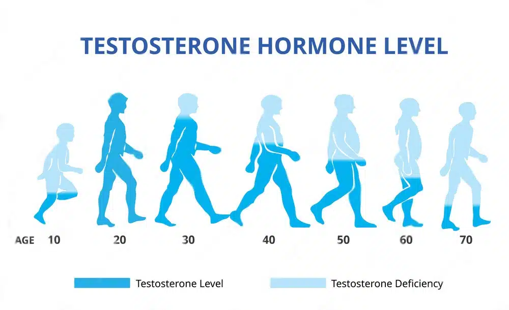testosterone hormone level