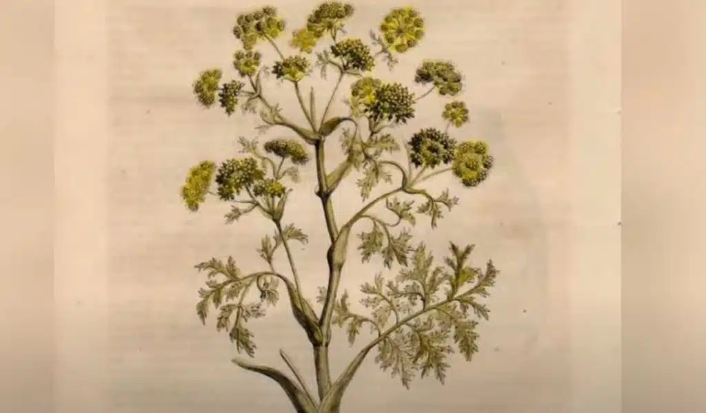 Ancient Greek Medicinal