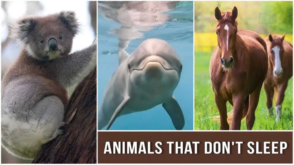 Animals That Don't Sleep