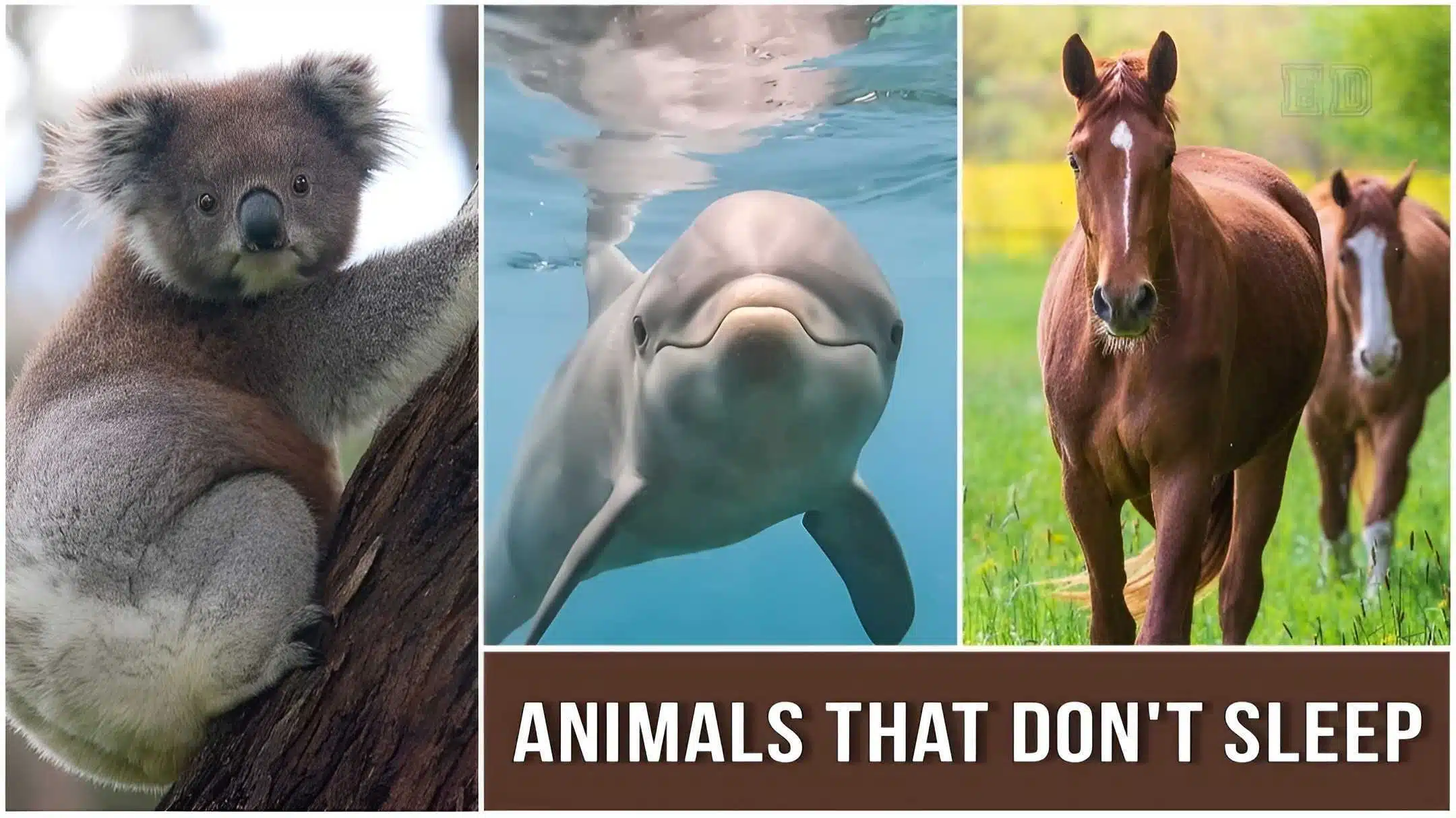 Animals That Don't Sleep