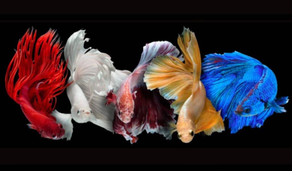 Betta Fish Care Guide for Beginners