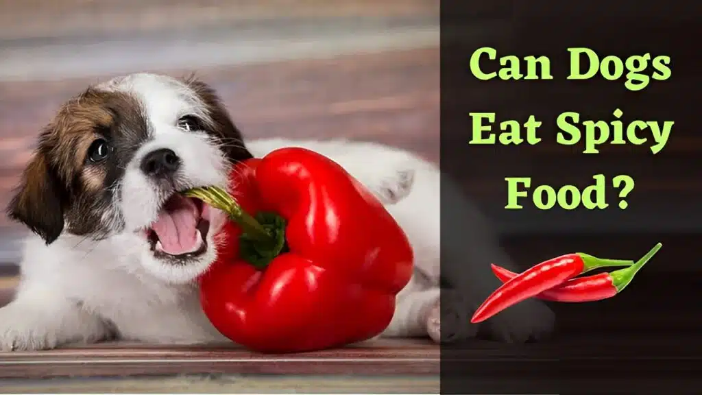 Can Dogs Eat Spicy Food
