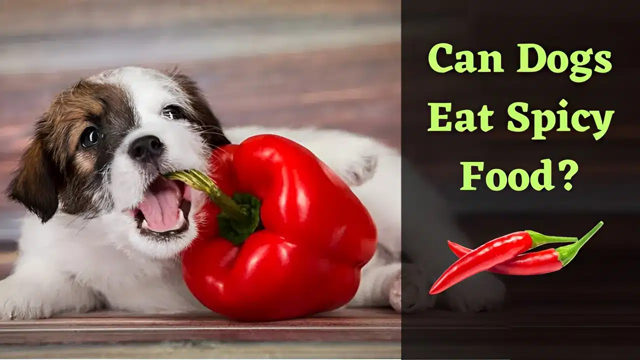Can Dogs Eat Spicy Food