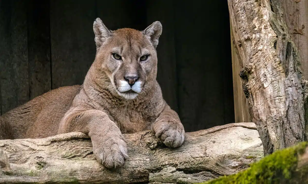 Cougar