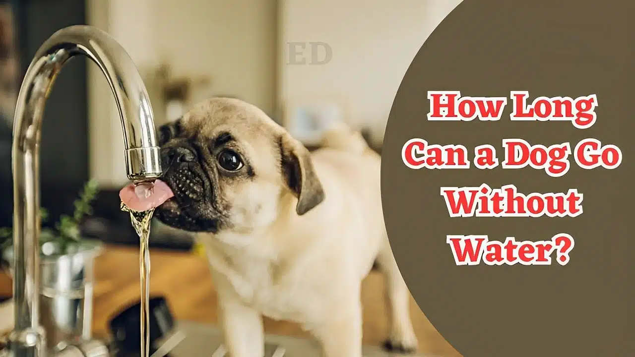 How Long Can a Dog Go Without Water
