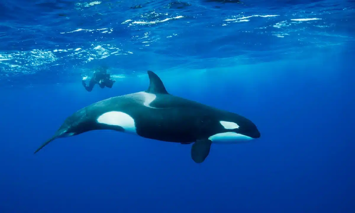 Orca