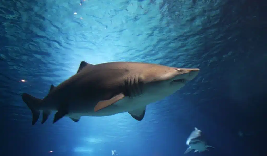 Shark Kills a Russian Citizen in Egypt
