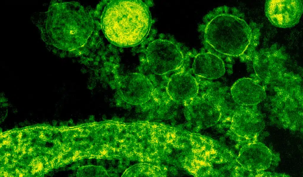 Summer Comeback for Viruses