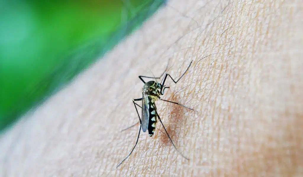 What Keeps Mosquitoes Away