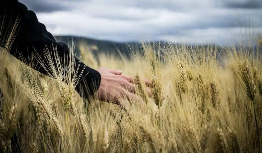 Wheat Supply at Risk