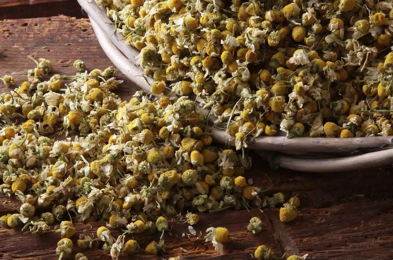 chamomile