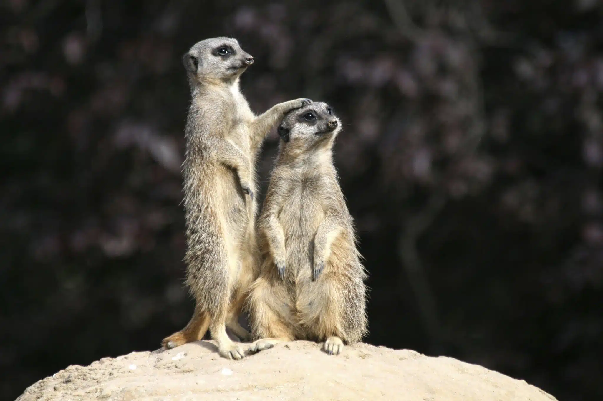 meerkats