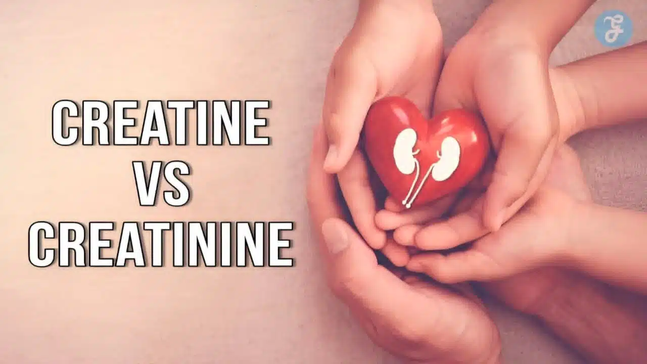 Creatine vs Creatinine