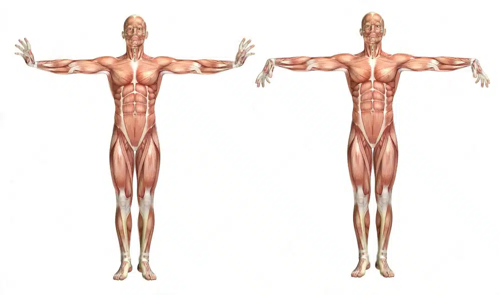 wrist extension and flexion